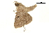  ( - BIOUG31631-E10)  @11 [ ] CreativeCommons - Attribution (2018) CBG Photography Group Centre for Biodiversity Genomics