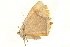  ( - BIOUG31631-F02)  @11 [ ] CreativeCommons - Attribution (2018) CBG Photography Group Centre for Biodiversity Genomics