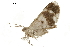  ( - BIOUG31631-F03)  @11 [ ] CreativeCommons - Attribution (2018) CBG Photography Group Centre for Biodiversity Genomics