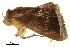  ( - BIOUG31631-F05)  @11 [ ] CreativeCommons - Attribution (2018) CBG Photography Group Centre for Biodiversity Genomics