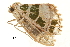  ( - BIOUG31631-F11)  @11 [ ] CreativeCommons - Attribution (2018) CBG Photography Group Centre for Biodiversity Genomics