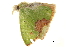  ( - BIOUG31631-G04)  @12 [ ] CreativeCommons - Attribution (2018) CBG Photography Group Centre for Biodiversity Genomics
