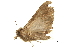  ( - BIOUG31631-H01)  @11 [ ] CreativeCommons - Attribution (2018) CBG Photography Group Centre for Biodiversity Genomics