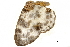  ( - BIOUG31631-H11)  @11 [ ] CreativeCommons - Attribution (2018) CBG Photography Group Centre for Biodiversity Genomics