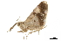  ( - BIOUG31791-A01)  @11 [ ] CreativeCommons - Attribution (2018) CBG Photography Group Centre for Biodiversity Genomics