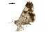  ( - BIOUG31791-A02)  @11 [ ] CreativeCommons - Attribution (2018) CBG Photography Group Centre for Biodiversity Genomics