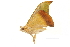 ( - BIOUG31791-B06)  @13 [ ] CreativeCommons - Attribution (2018) CBG Photography Group Centre for Biodiversity Genomics