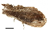  ( - BIOUG31791-C04)  @11 [ ] CreativeCommons - Attribution (2018) CBG Photography Group Centre for Biodiversity Genomics