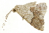  ( - BIOUG31791-C11)  @11 [ ] CreativeCommons - Attribution (2018) CBG Photography Group Centre for Biodiversity Genomics