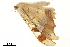  ( - BIOUG31791-D02)  @12 [ ] CreativeCommons - Attribution (2018) CBG Photography Group Centre for Biodiversity Genomics