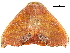  (Oreta singapura - BIOUG31791-D10)  @13 [ ] CreativeCommons - Attribution (2017) CBG Photography Group Centre for Biodiversity Genomics