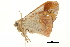  ( - BIOUG31791-D12)  @11 [ ] CreativeCommons - Attribution (2018) CBG Photography Group Centre for Biodiversity Genomics