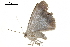  ( - BIOUG31791-E08)  @12 [ ] CreativeCommons - Attribution (2018) CBG Photography Group Centre for Biodiversity Genomics