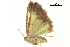  ( - BIOUG31791-E10)  @11 [ ] CreativeCommons - Attribution (2018) CBG Photography Group Centre for Biodiversity Genomics