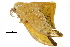  (Tridrepana flava - BIOUG31791-F01)  @12 [ ] CreativeCommons - Attribution (2018) CBG Photography Group Centre for Biodiversity Genomics