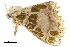  ( - BIOUG31791-F09)  @11 [ ] CreativeCommons - Attribution (2018) CBG Photography Group Centre for Biodiversity Genomics
