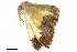  ( - BIOUG31791-F11)  @11 [ ] CreativeCommons - Attribution (2018) CBG Photography Group Centre for Biodiversity Genomics