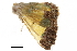  ( - BIOUG31791-F12)  @11 [ ] CreativeCommons - Attribution (2018) CBG Photography Group Centre for Biodiversity Genomics