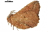  ( - BIOUG31791-G05)  @11 [ ] CreativeCommons - Attribution (2018) CBG Photography Group Centre for Biodiversity Genomics