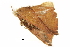  ( - BIOUG31791-G12)  @11 [ ] CreativeCommons - Attribution (2018) CBG Photography Group Centre for Biodiversity Genomics