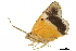  ( - BIOUG31846-B01)  @11 [ ] CreativeCommons - Attribution (2018) CBG Photography Group Centre for Biodiversity Genomics