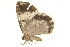  ( - BIOUG31846-B12)  @11 [ ] CreativeCommons - Attribution (2018) CBG Photography Group Centre for Biodiversity Genomics