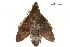  ( - BIOUG31846-D12)  @12 [ ] CreativeCommons - Attribution (2018) CBG Photography Group Centre for Biodiversity Genomics