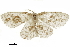  ( - BIOUG31846-E02)  @11 [ ] CreativeCommons - Attribution (2018) CBG Photography Group Centre for Biodiversity Genomics