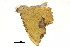  ( - BIOUG31846-E11)  @11 [ ] CreativeCommons - Attribution (2018) CBG Photography Group Centre for Biodiversity Genomics