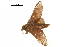  ( - BIOUG31846-E12)  @13 [ ] CreativeCommons - Attribution (2018) CBG Photography Group Centre for Biodiversity Genomics