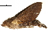  (Macroglossum corythus luteatus - BIOUG31846-F09)  @12 [ ] CreativeCommons - Attribution (2018) CBG Photography Group Centre for Biodiversity Genomics