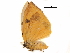  (Numenes siletti - BIOUG31846-G05)  @13 [ ] CreativeCommons - Attribution (2017) CBG Photography Group Centre for Biodiversity Genomics