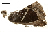  ( - BIOUG31846-G10)  @11 [ ] CreativeCommons - Attribution (2018) CBG Photography Group Centre for Biodiversity Genomics