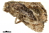  ( - BIOUG31846-H02)  @11 [ ] CreativeCommons - Attribution (2018) CBG Photography Group Centre for Biodiversity Genomics