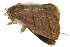  ( - BIOUG31846-H07)  @11 [ ] CreativeCommons - Attribution (2018) CBG Photography Group Centre for Biodiversity Genomics