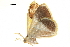  ( - BIOUG32020-B03)  @12 [ ] CreativeCommons - Attribution (2018) CBG Photography Group Centre for Biodiversity Genomics