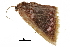  ( - BIOUG32020-C05)  @11 [ ] CreativeCommons - Attribution (2018) CBG Photography Group Centre for Biodiversity Genomics