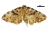  ( - BIOUG32020-D03)  @11 [ ] CreativeCommons - Attribution (2018) CBG Photography Group Centre for Biodiversity Genomics