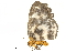  ( - BIOUG32020-D06)  @11 [ ] CreativeCommons - Attribution (2018) CBG Photography Group Centre for Biodiversity Genomics