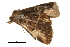  (Maguda santubong - BIOUG32020-E04)  @14 [ ] CreativeCommons - Attribution (2018) CBG Photography Group Centre for Biodiversity Genomics