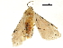  (Spilosoma procedra - BIOUG32020-E11)  @11 [ ] CreativeCommons - Attribution (2018) CBG Photography Group Centre for Biodiversity Genomics