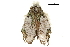  ( - BIOUG32020-F05)  @11 [ ] CreativeCommons - Attribution (2018) CBG Photography Group Centre for Biodiversity Genomics