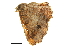  ( - BIOUG36914-A02)  @11 [ ] CreativeCommons - Attribution (2018) CBG Photography Group Centre for Biodiversity Genomics