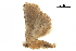  ( - BIOUG36914-A06)  @11 [ ] CreativeCommons - Attribution (2018) CBG Photography Group Centre for Biodiversity Genomics