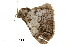  ( - BIOUG36914-A10)  @11 [ ] CreativeCommons - Attribution (2018) CBG Photography Group Centre for Biodiversity Genomics
