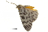 ( - BIOUG36914-B10)  @11 [ ] CreativeCommons - Attribution (2018) CBG Photography Group Centre for Biodiversity Genomics