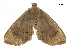  ( - BIOUG36914-C04)  @11 [ ] CreativeCommons - Attribution (2018) CBG Photography Group Centre for Biodiversity Genomics