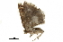  ( - BIOUG36914-C06)  @11 [ ] CreativeCommons - Attribution (2018) CBG Photography Group Centre for Biodiversity Genomics