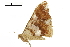  ( - BIOUG36914-C12)  @11 [ ] CreativeCommons - Attribution (2018) CBG Photography Group Centre for Biodiversity Genomics
