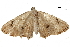  ( - BIOUG36914-D07)  @13 [ ] CreativeCommons - Attribution (2018) CBG Photography Group Centre for Biodiversity Genomics